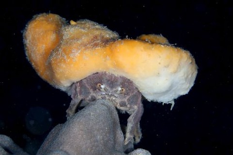 カイカムリ科の1種