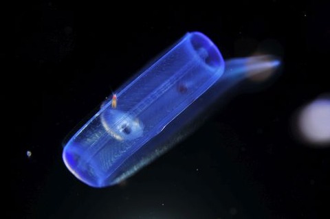 刺激的な水中生物