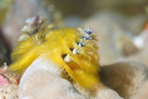 イバラカンザシ