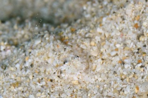 ヒゲモジャハゼ