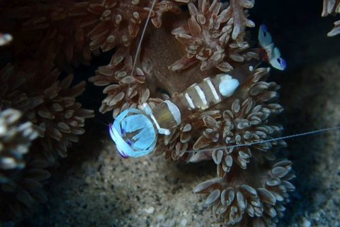 オドリカクレエビ