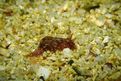 クロスジアメフラシ