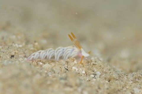 ハクトウミノウミウシ