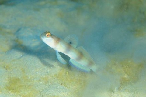 ニュウドウダテハゼ