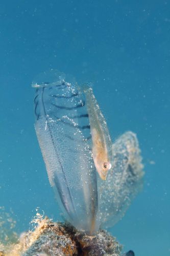 ウミショウブハゼ属の1種