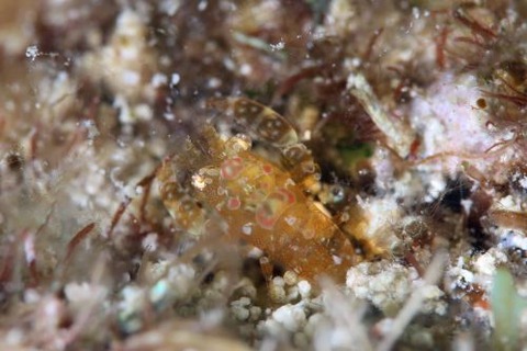 ホヤカクレエビ