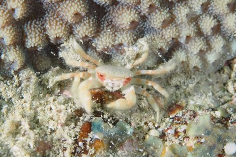 ケブカガニ科の1種