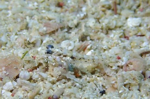 ヒゲモジャハゼ