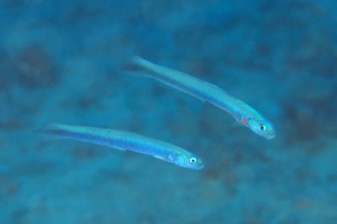 スミゾメハナハゼ