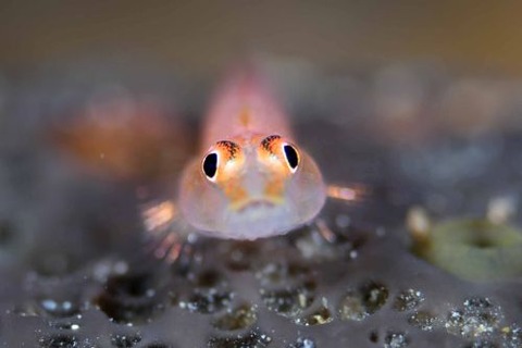 アカスジウミタケハゼ