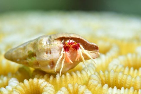 シダラミギキキヨコバサミ