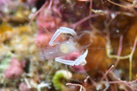 サンゴヒメエビ属の1種