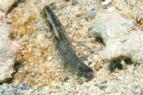 テッポウエビ科の1種