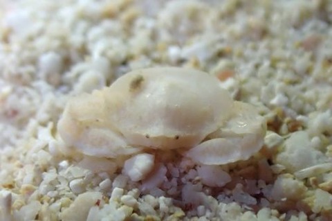 ヒラウスヘリコブシ