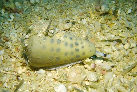 イモガイのなかま