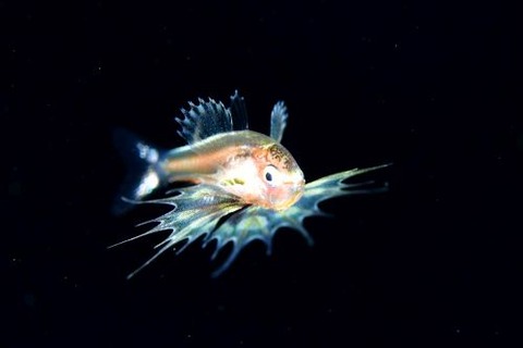 刺激的な水中生物