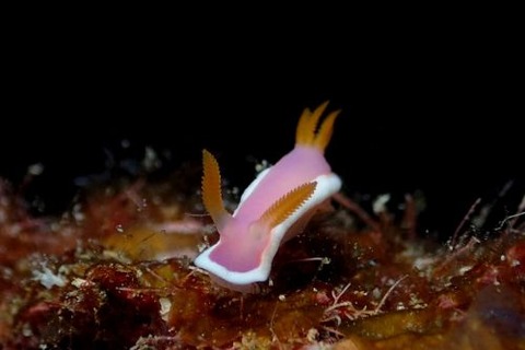 ラベンダーウミウシ