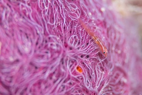 セボシウミタケハゼ