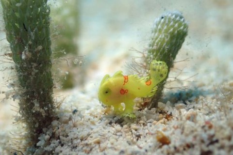 イロカエルアンコウ