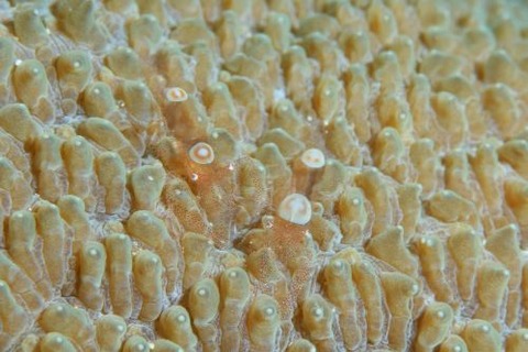 ハモポントニア・フンジコーラ