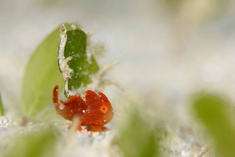 オオモンカエルアンコウ