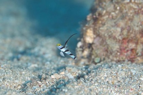 ヒレナガネジリンボウ