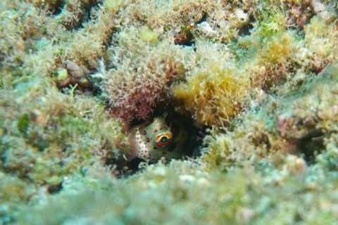 モンツキカエルウオ