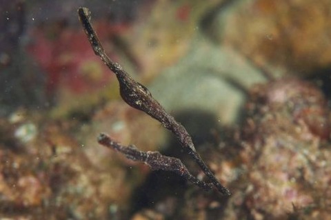 Solenostomus halimeda