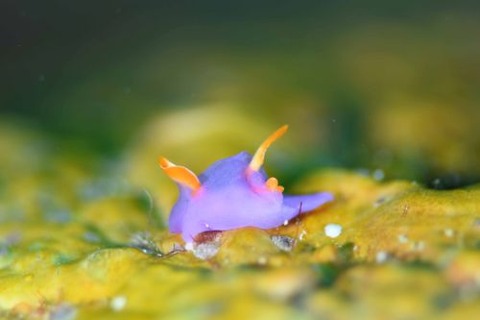 ムラサキウミコチョウ