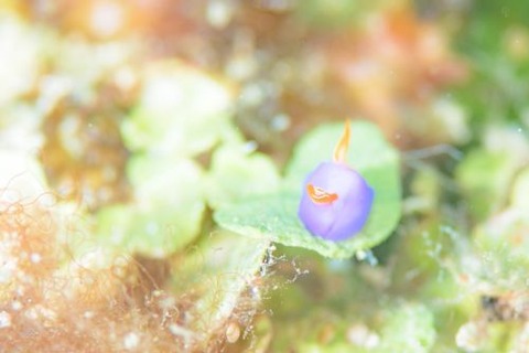 ムラサキウミコチョウ