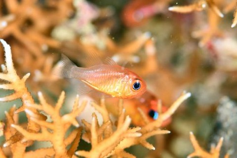 セノウヒカリイシモチ