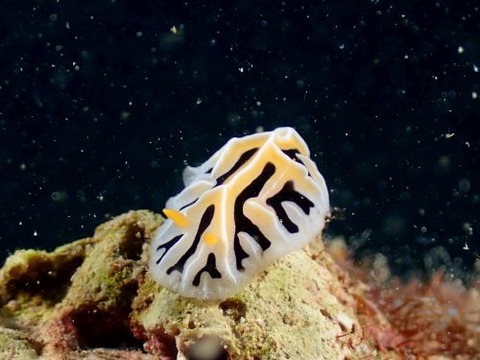 ユキヤマウミウシ