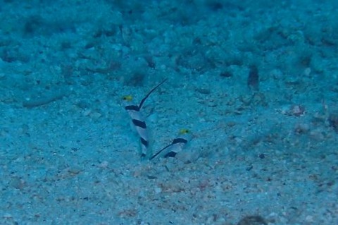 ヒレナガネジリンボウ