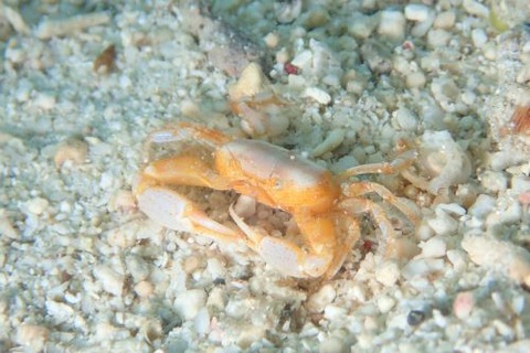 ワタリガニ科の1種