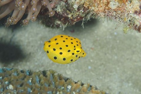 ミナミハコフグ