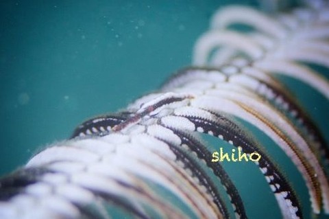 チビウミシダエビ