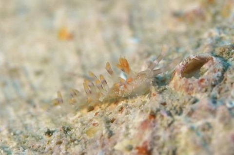 ハクテンミノウミウシ