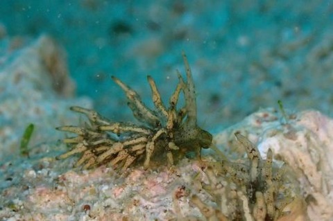 ウミウシ不明種