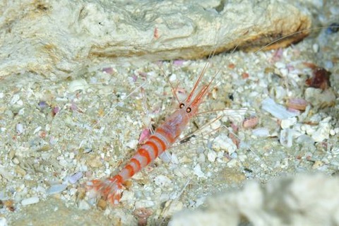 リュウグウモエビ