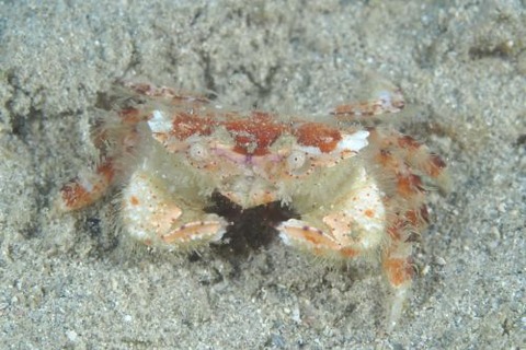 ワタリガニ科の1種