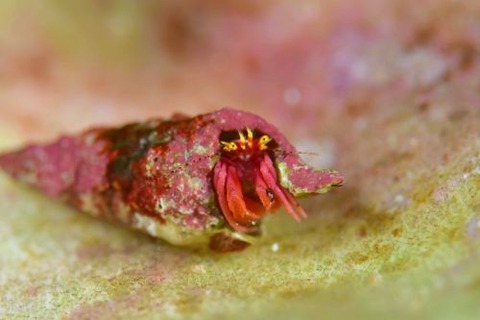 ボーランドミギキキヨコバサミ