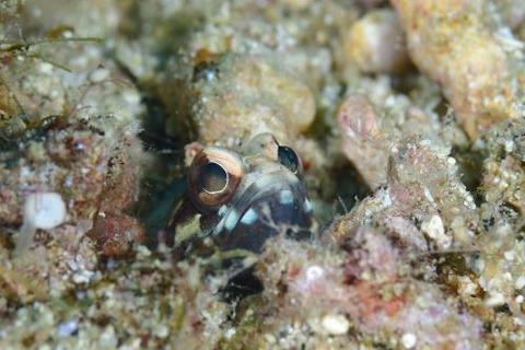 ホシカゲアゴアマダイ