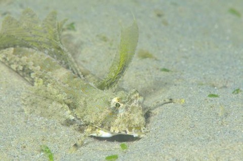 イッポンテグリ