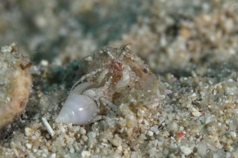 ツノヤドカリ属の1種