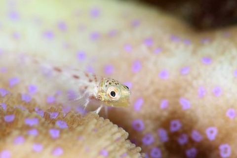 ヘビギンポ科の1種