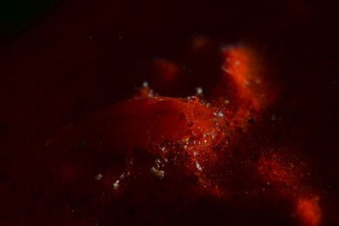 ヂェラストカリス・パロンアェ