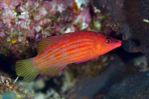 ヤスジニセモチノウオ