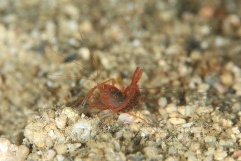 スベスベオトヒメエビ属の1種