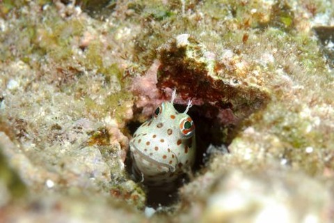 モンツキカエルウオ