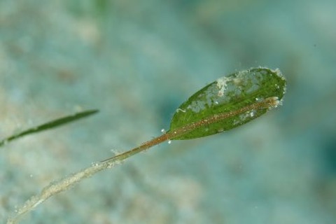 トガリモエビ属の1種